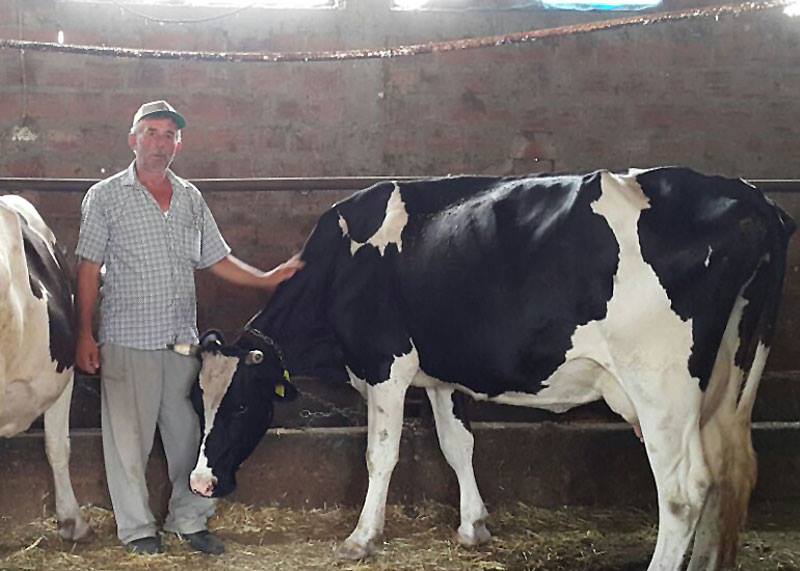 Çanakkale'de 154 Aileye 2 Milyon TL Süt Sığırcılığı Kredisi