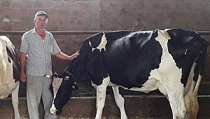 Çanakkale'de 154 Aileye 2 Milyon TL Süt Sığırcılığı Kredisi