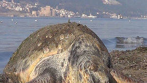 ÇANAKKALE'DE SAHİLE ÖLÜ CARETTA CARETTA VURDU