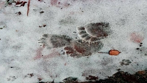 Doğa yürüyüşünde ayıların izine rastladılar