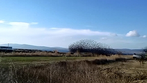 Sığırcıklar Meyve Bahçelerine Dadandı
