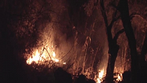 Zeytinlik Alanda Yangın Çıktı