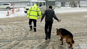Çanakkale Belediyesi sokak hayvanlarına sahip çıktı