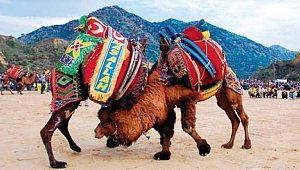 Deve Güreşleri İptal..