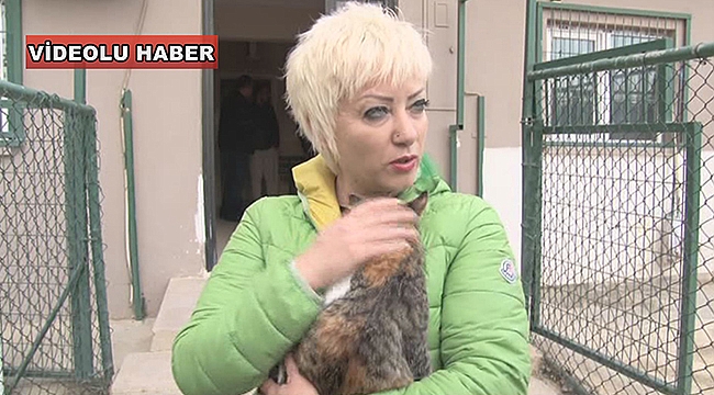 İşkence gören Kedi Sahiplenildi