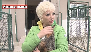 İşkence gören Kedi Sahiplenildi