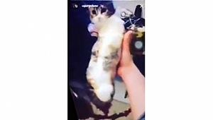 Kediye akıl almaz işgence