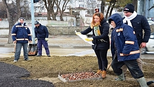 Lapseki'de 50 bin adet lale dikimi...