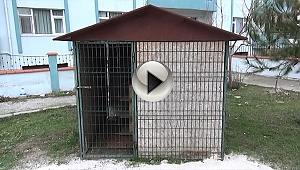 Başkan Gökhan'dan Kedilere Köy Sözü