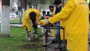Çan, Binlerce Ağaçla Bahara Hazırlanıyor