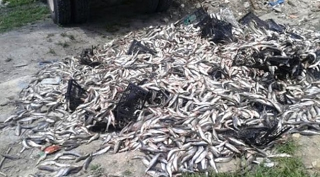Çanakkale'de Kaçak Balık Avcılığı Yapanlara 2500 Lira Ceza Kesidi!