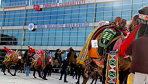 En Güzel Deve Efe Can Seçildi