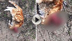 Gültekin; Hayvan Katliamlarına Tepki Gösterdi