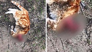 Hayvanseverleri ayaklandıran olay...