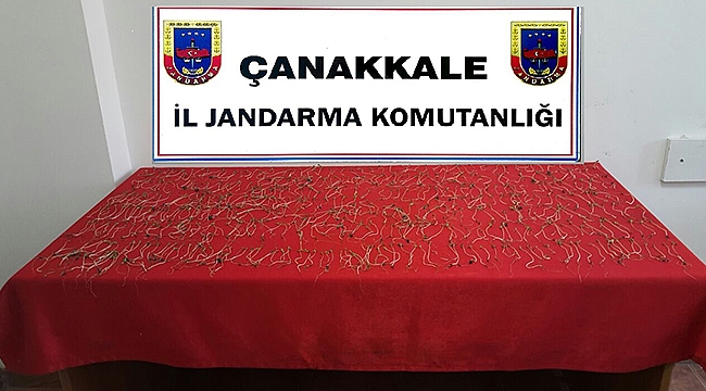 658 kök kenevir fidesi ele geçirildi.
