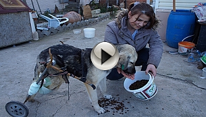 Araba çarpan köpeğe pazar arabasından yürüteç yaptı