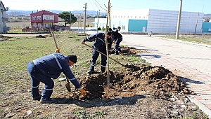 Biga'da 3 ayda 7 bin ağaç dikiliyor