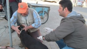 Biga'da av köpekleri aşılandı