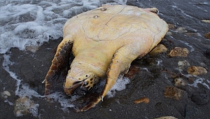 Çardak Kum Adasında ölü caretta caretta bulundu
