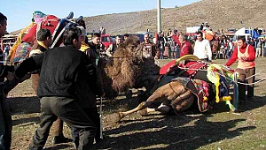 Deve Güreşi severler Pazar Günü Ayvacık'a