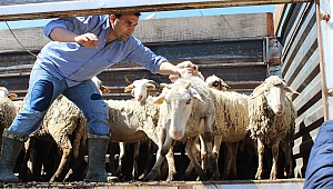 Genç Çiftçilere Hibe Koyun Desteği..
