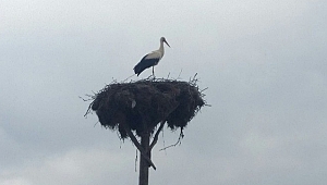 İlk leylek yuvaya kondu