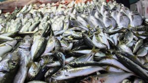 Av sezonu kapandı, balık el yakıyor