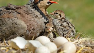 Avcılara av yasağı uyarısı