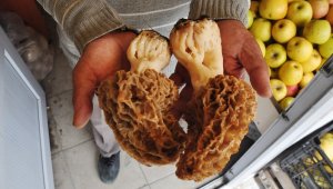 Bu mantarın kilosu 150 TL