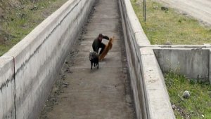 Hızlı domuz, görevlileri perişan etti