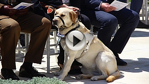 İngiliz köpeğine "diplomatik misafir" kartı