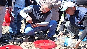 Tuta Tuzakları araziye dağıtıldı