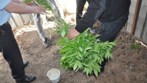 Çanakkale'de Hint keneviri operasyonu