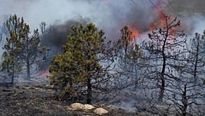 Güzelyalı Tabyalarda çıkan orman yangını söndürüldü