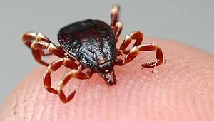 Havalar ısındı, keneye dikkat!