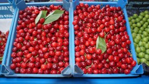 Lapseki kirazı 15 liradan tezgahta