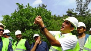 Meşe türlerinin tespiti ve planlanması eğitimi