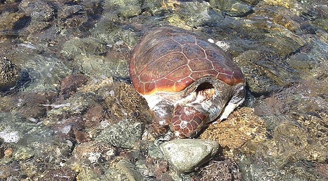 Nesli tükenmekte olan Caretta caretta'ya kurşun sıktılar