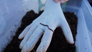 Ortaokul öğrencileri Kaliforniya solucanı yetiştirdi