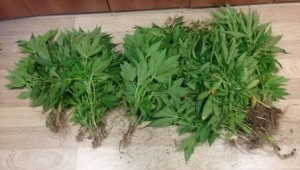 Saksıda kenevir yetiştirdi