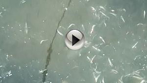 Sarıçay'da Balıkların Esrarengiz Ölümü