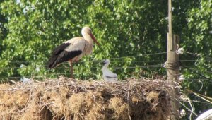 Yavru leylekler yumurtadan çıktı