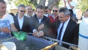 2 bin yavru levrek denize bırakıldı