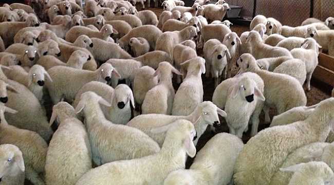 Ağıldan 48 adet Koyunu Çalındı...