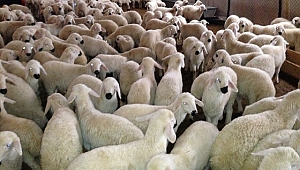 Ağıldan 48 adet Koyunu Çalındı...
