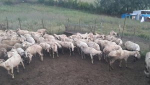 Ayvacık'tan çalınan koyunlar Balıkesir'de bulundu