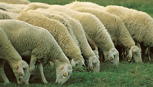 Biga'da Akılalmaz Hırsızlık