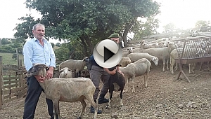 Biga'da Çalınan Hayvanlar Otlatılırken Bulundu...