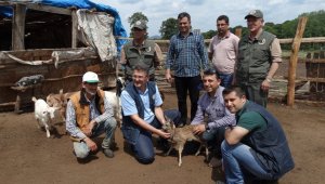 Boğulmaktan kurtulan karacaya köylü sahip çıktı