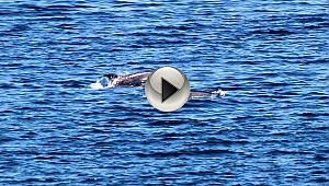 Çanakkale Boğazı'nda yunus şovu